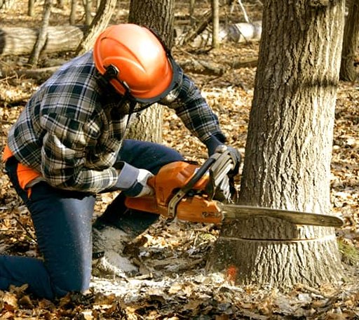 Tree Removal in Tensed, ID